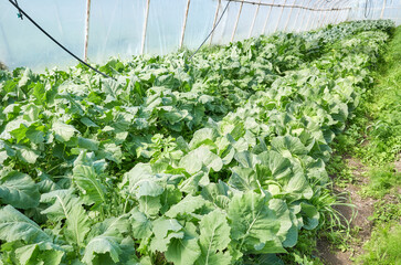 Organic vegetables grown in a polytunnel.