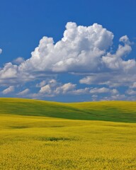 Fototapeta premium Serene Landscape of Blooming Canola Field Under a Blue Sky with Fluffy White Clouds in Spring
