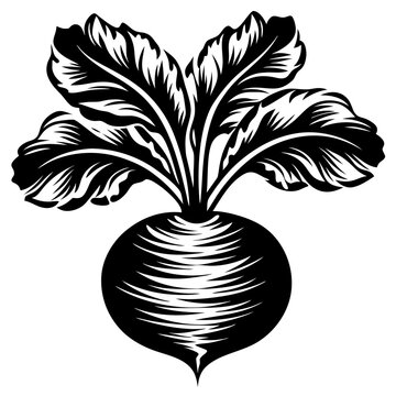 recommend clip art: Beetroot Silhouette Vector - Organic Root Vegetable Illustration