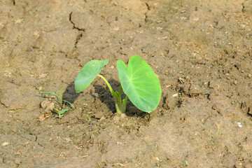 Green leaves of Giant Taro, Alocasia Indica. A heart-shaped taro leaf of the taro plant (Colocasia esculenta).Beautiful view of Taro, Eddoe, Colocasia formosana and Xanthosoma in the bushes