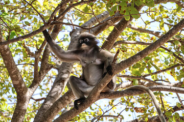 Cute dusky leaf monkey, spectacled langur sits on a tree branch in the jungle in its natural habitat