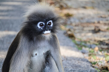 Portrait of Dusky leaf monkey, spectacled langur, wild animals
