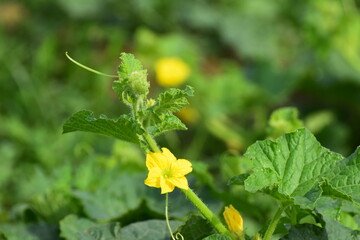 flower appearance of the oriental melon (Cucumis melo Makuwa Group) which is widely grown in East Asia, Close Up of a Korean Melon Flower