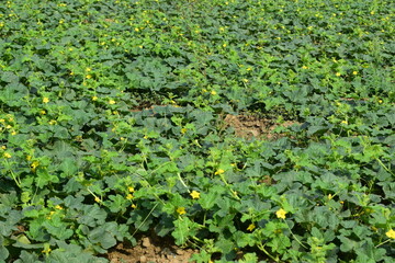 flower appearance of the oriental melon (Cucumis melo Makuwa Group) which is widely grown in East Asia, Close Up of a Korean Melon Flower