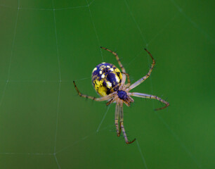 Wasp Spider with Striped Abdomen on Leaf