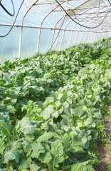 Organic vegetables grown in a polytunnel.
