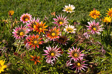 Beautiful gazania flowers growing on green grass.