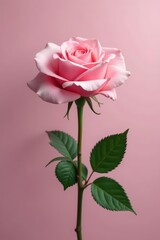 Naklejka premium Delicate pink rose, single long stem, elegant bloom , elegant flower, floral, flower