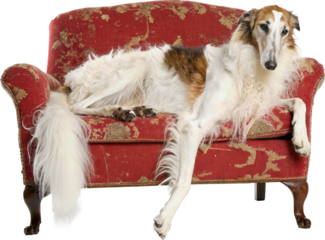 Borzoi Dog on Couch