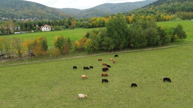 Aerial shot of grazing highland cattle in green fields - Powered by Adobe