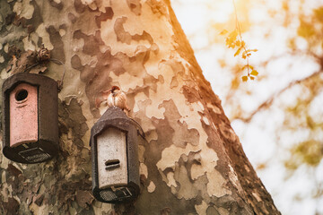 Bird on birdhouse against textured tree