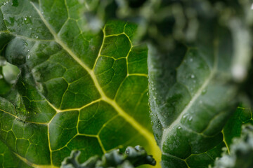 Fresh green Kale leaf salad vegetable with water drops background.