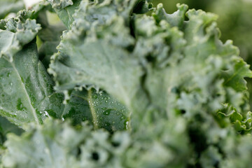 Fresh green Kale leaf salad vegetable with water drops background.