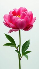 A single, vibrant fresh peony blossom isolated on pure white , background, photography