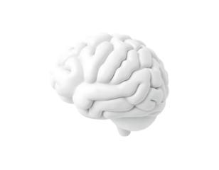3D Render of a Human Brain