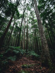 Obraz premium Tranquil Forest Scene with Towering Trees and Lush Green Ferns on the Forest Floor