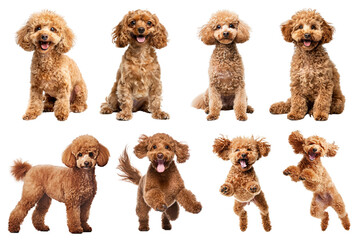 Fototapeta premium PNG Adorable playful poodles posing happily, element set on transparent background