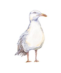 Watercolor seagull standing in calm pose with soft pastel tones on white background delicate hand-painted clipart capturing peaceful coastal atmosphere and marine charm