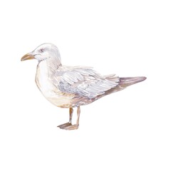 Obraz premium Watercolor seagull standing in calm pose with soft pastel tones on white background delicate hand-painted clipart capturing peaceful coastal atmosphere and marine charm