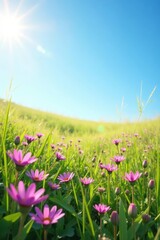 Obraz premium Soft pink and purple wildflowers carpet a sun-drenched field against a clear azure sky , vibrant, pink