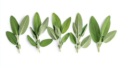 Obraz premium Fresh green sage leaves botanical plant sprigs isolated white background herb food spice aroma nature