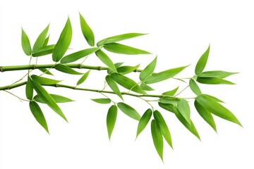 Fototapeta premium Vibrant green bamboo branch with lush leaves isolated on white background leaf stem plant fresh flora