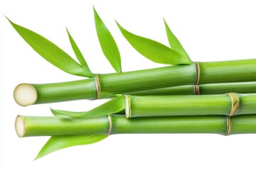 Obraz premium Fresh green bamboo stalks with lush vibrant leaves isolated spa zen reed stem plant asian nature