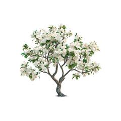 Fototapeta premium Blooming green cherry blossom tree png