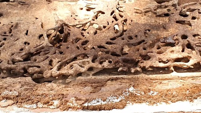 Damaged wood shows intricate tunnels carved by termites. Several small, white termites are visible within the wood.