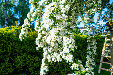 Hawthorn (Crataegus oxyacantha) bloom close up