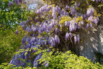 Purple-flowering Chinese wisteria from the legume family (Fabaceae). A beautiful tree with hanging flower spikes.