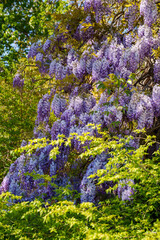 Purple-flowering Chinese wisteria from the legume family (Fabaceae). A beautiful tree with hanging flower spikes.