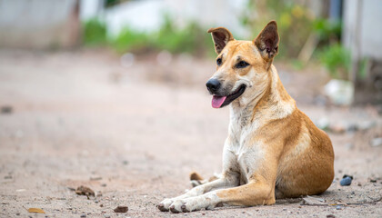 friendly and relaxed dog rests on dirt path, showcasing its playful demeanor and alert expression. warm tones of its fur blend harmoniously with natural surroundings, creating serene atmosphere