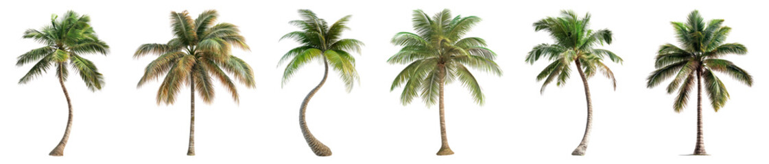 Obraz premium PNG Tropical palm trees collection, element set on transparent background