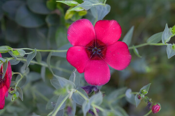 Linum Grandiflorum Rubrum Scarlet Flax bloomed in the garden on a flower bed, Red Linum Grandiflorums closeup in nature, Red flaxs or flowering flaxs, scarlet flax, crimson flax flower head close-up
