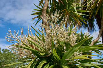 Naklejka premium A beautiful cordyline australis plant showcasing its creamy white flower panicles in the serene setting of Castrelos Park