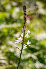 Asphodelus albus blooming plant. Asphodel flowers in forest