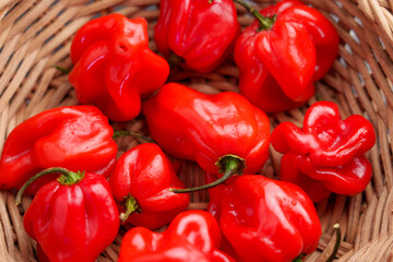 Red Chile habanero peppers in wicker rustic bowl. Top view. Capsicum chinense. 