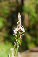 White Asphodel wild flower on green forest background. Asphodelus albus