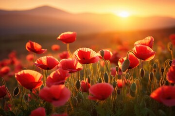 Fototapeta premium A dreamy landscape of a red poppy field at sunrise, with warm hues casting a soft glow over the gently rolling terrain
