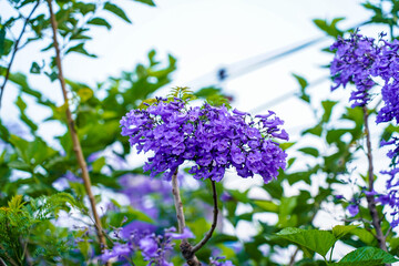 Closeup view of blooming Jacaranda trees in Lalitpur, Nepal.