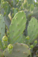 Eastern Prickly Pear Cactus (Opuntia humifusa) devil's-tongue or Indian fig, wild plant in nature closeup shot, prickly pear is a species of cactus that has long been a domesticated crop plant