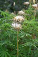 Pink milk thistle flower on green background, Field with Silybum marianum (Milk Thistle) , Medical plants.Blessed milk thistle pink flowersin field. Silybum marianum herbal remedy plant. Banner.