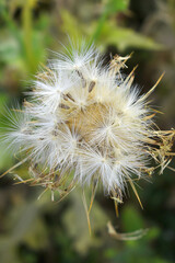 Pink milk thistle flower on green background, Field with Silybum marianum (Milk Thistle) , Medical plants.Blessed milk thistle pink flowersin field. Silybum marianum herbal remedy plant. Banner.