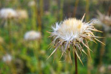Pink milk thistle flower on green background, Field with Silybum marianum (Milk Thistle) , Medical plants.Blessed milk thistle pink flowersin field. Silybum marianum herbal remedy plant. Banner.