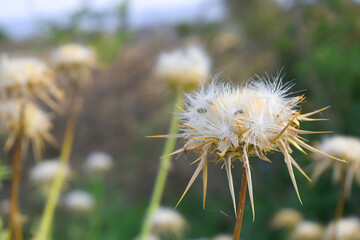 Pink milk thistle flower on green background, Field with Silybum marianum (Milk Thistle) , Medical plants.Blessed milk thistle pink flowersin field. Silybum marianum herbal remedy plant. Banner.