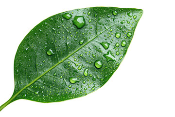 Close-up of a vibrant green leaf, glistening with water droplets