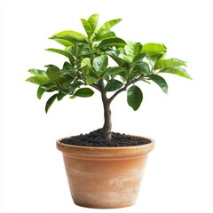 Obraz premium Lush Green Bonsai Tree in Terracotta Pot Against White Background