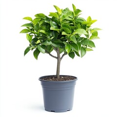 Obraz premium Lush Green Citrus Bonsai Tree in Gray Pot on White Background