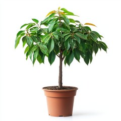 Lush Green Potted Plant Against White Background